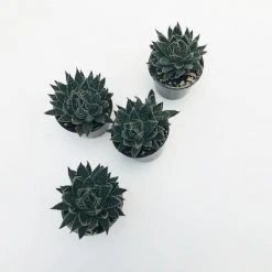 Succulents Pool Friendly Plants Aloe Aristata