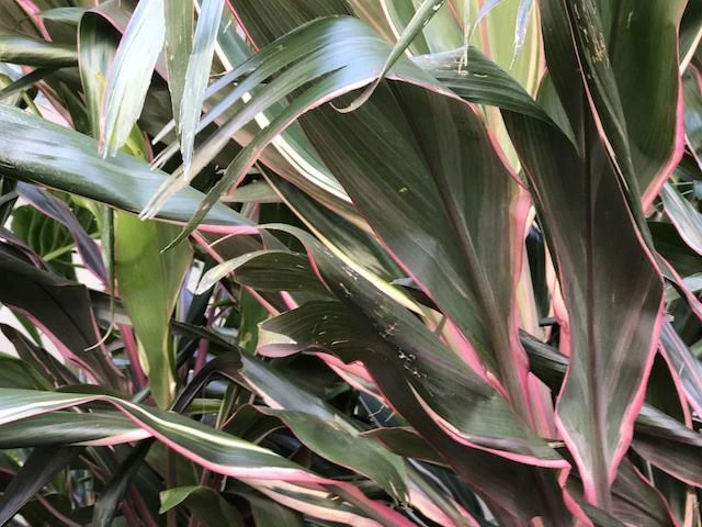 Shrubs Cordyline Pink Diamond 5 Shrubs Cordyline Pink Diamond