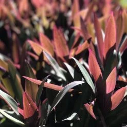 Shrubs Border Plants Tradescantia (Rhoeo) Dwarf
