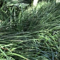 Shrubs Full Sun Liriope Muscari Big Blue 11 Shrubs Full Sun Liriope Muscari Big Blue