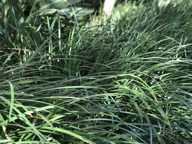 Shrubs Full Sun Liriope Muscari Big Blue 5 Shrubs Full Sun Liriope Muscari Big Blue