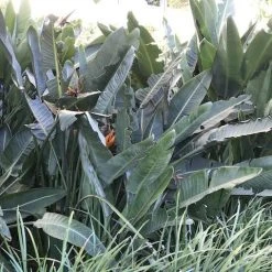 Shrubs Strelitzia Reginae "Bird Of Paradise" 13 Shrubs Strelitzia Reginae