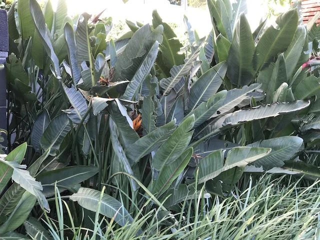 Shrubs Strelitzia Reginae "Bird Of Paradise" 7 Shrubs Strelitzia Reginae "Bird Of Paradise"