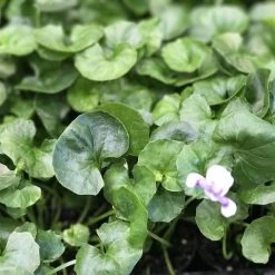 Shrubs Viola Hederacea Native Violet