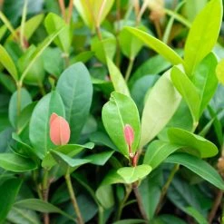 Shrubs Ixora Coral Malay