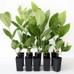 Shrubs Ixora Peach Malay