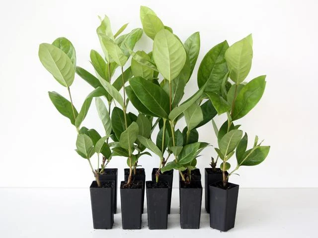 Shrubs Ixora Peach Malay 3 Shrubs Ixora Peach Malay