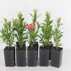 Shrubs Ixora Sunkist Orange