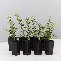 Plants In A Box Full Sun Japanese Holly Upright (Ilex Crenata Schwoebel)