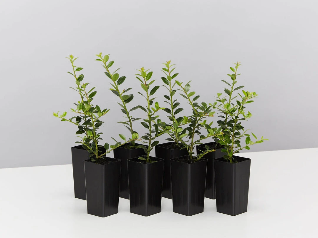 Plants In A Box Full Sun Japanese Holly Upright (Ilex Crenata Schwoebel) 3 Plants In A Box Full Sun Japanese Holly Upright (Ilex Crenata Schwoebel)