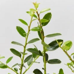 Plants In A Box Full Sun Japanese Holly Upright (Ilex Crenata Schwoebel)