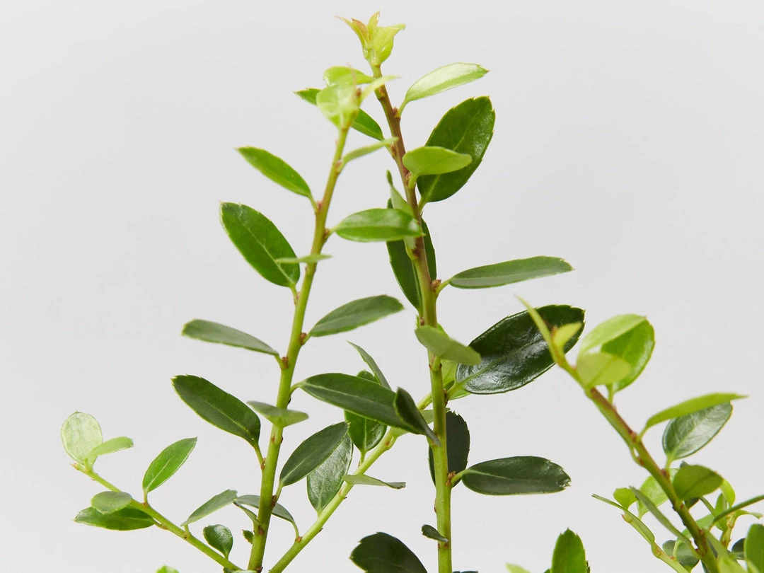 Plants In A Box Full Sun Japanese Holly Upright (Ilex Crenata Schwoebel) 4 Plants In A Box Full Sun Japanese Holly Upright (Ilex Crenata Schwoebel)