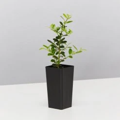 Plants In A Box Full Sun Japanese Holly Upright (Ilex Crenata Schwoebel) 10 Plants In A Box Full Sun Japanese Holly Upright (Ilex Crenata Schwoebel)