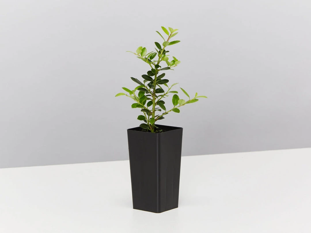 Plants In A Box Full Sun Japanese Holly Upright (Ilex Crenata Schwoebel) 6 Plants In A Box Full Sun Japanese Holly Upright (Ilex Crenata Schwoebel)