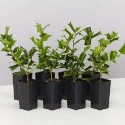 Hedge Ilex Aquifolium - English Holly