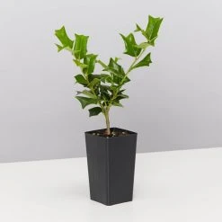 Hedge Ilex Aquifolium - English Holly