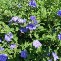 Shrubs Evolvulus Pilosus Blue