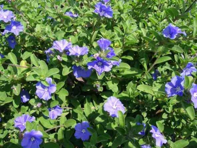Shrubs Evolvulus Pilosus Blue 4 Shrubs Evolvulus Pilosus Blue
