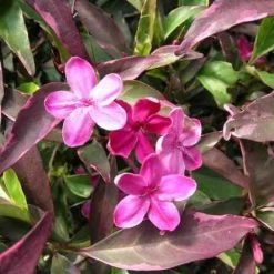 Shrubs Barleria Obtusa 'Purple Gem'