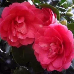 Hedge Shrubs Camellia Sasanqua 'Rose Ann' (deep Rose Pink Flower) 9 Hedge Shrubs Camellia Sasanqua 'Rose Ann' (deep Rose Pink Flower)