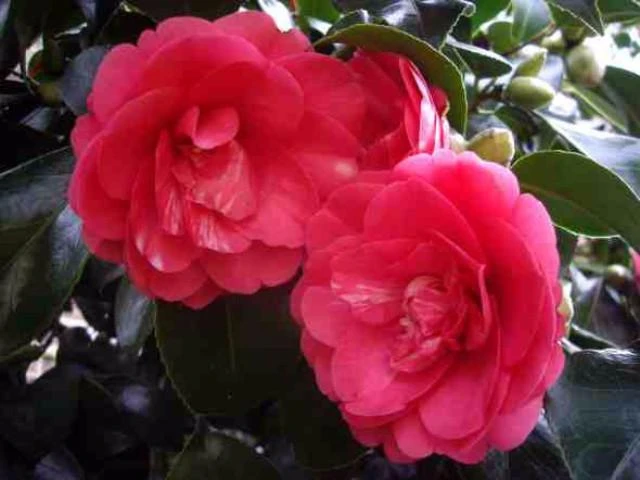 Hedge Shrubs Camellia Sasanqua 'Rose Ann' (deep Rose Pink Flower) 5 Hedge Shrubs Camellia Sasanqua 'Rose Ann' (deep Rose Pink Flower)