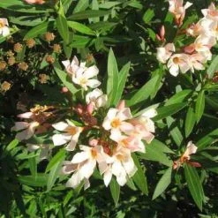 Hedge Shrubs Nerium Oleander Dwarf Apricot 9 Hedge Shrubs Nerium Oleander Dwarf Apricot