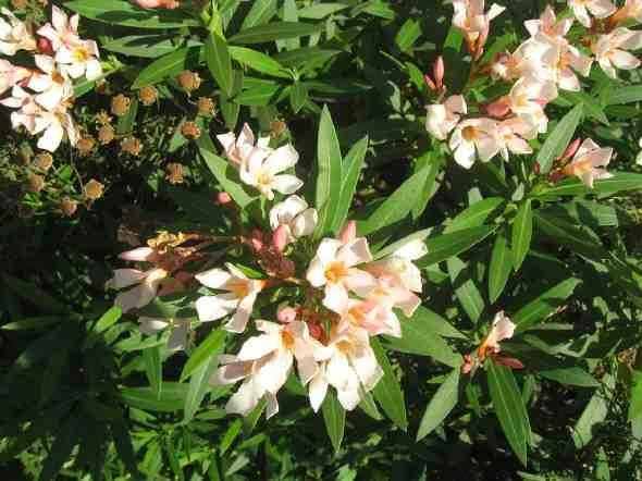 Hedge Shrubs Nerium Oleander Dwarf Apricot 5 Hedge Shrubs Nerium Oleander Dwarf Apricot