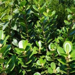 Hedge Ficus Microcarpa Green Island