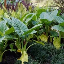 Indoor Garden Alocasias Alocasia Calidora Dwarf 9 Indoor Garden Alocasias Alocasia Calidora Dwarf
