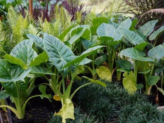 Indoor Garden Alocasias Alocasia Calidora Dwarf 5 Indoor Garden Alocasias Alocasia Calidora Dwarf