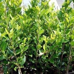 Hedge Full Sun Ficus Emerald 7 Hedge Full Sun Ficus Emerald