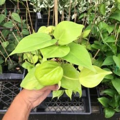 Indoor Garden Philodendron Hederaceum Lemon Lime