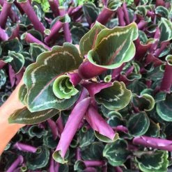 Indoor Garden Calathea Roseopicta Medallion Pet-friendly Indoor Plants 10 Indoor Garden Calathea Roseopicta Medallion Pet-friendly Indoor Plants