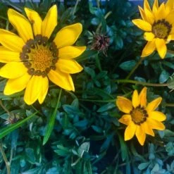 Shrubs Border Plants Gazania Rigens Yellow 🤩 10 Shrubs Border Plants Gazania Rigens Yellow ????