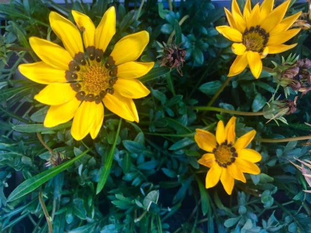Shrubs Border Plants Gazania Rigens Yellow 🤩 6 Shrubs Border Plants Gazania Rigens Yellow ????