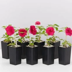 Shrubs Impatiens Walleriana Fiesta Bonita Burgundy Double Border Plants