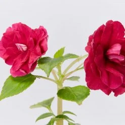 Shrubs Impatiens Walleriana Fiesta Bonita Burgundy Double Border Plants