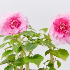 Shrubs Impatiens Walleriana Fiesta Bonita Pink Double