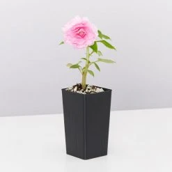 Shrubs Impatiens Walleriana Fiesta Bonita Pink Double