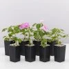Shrubs Impatiens Walleriana Fiesta Stardust Lavender Border Plants