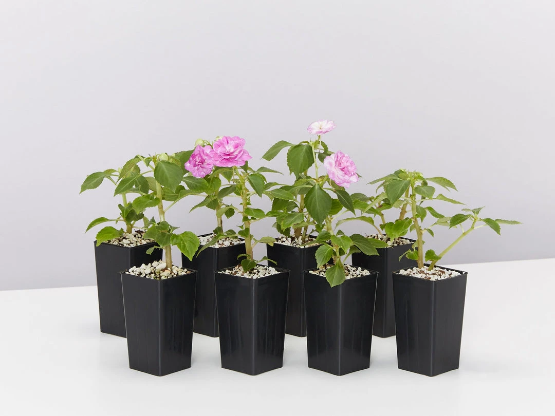 Shrubs Impatiens Walleriana Fiesta Stardust Lavender Border Plants 3 Shrubs Impatiens Walleriana Fiesta Stardust Lavender Border Plants