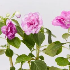 Shrubs Impatiens Walleriana Fiesta Stardust Lavender Border Plants