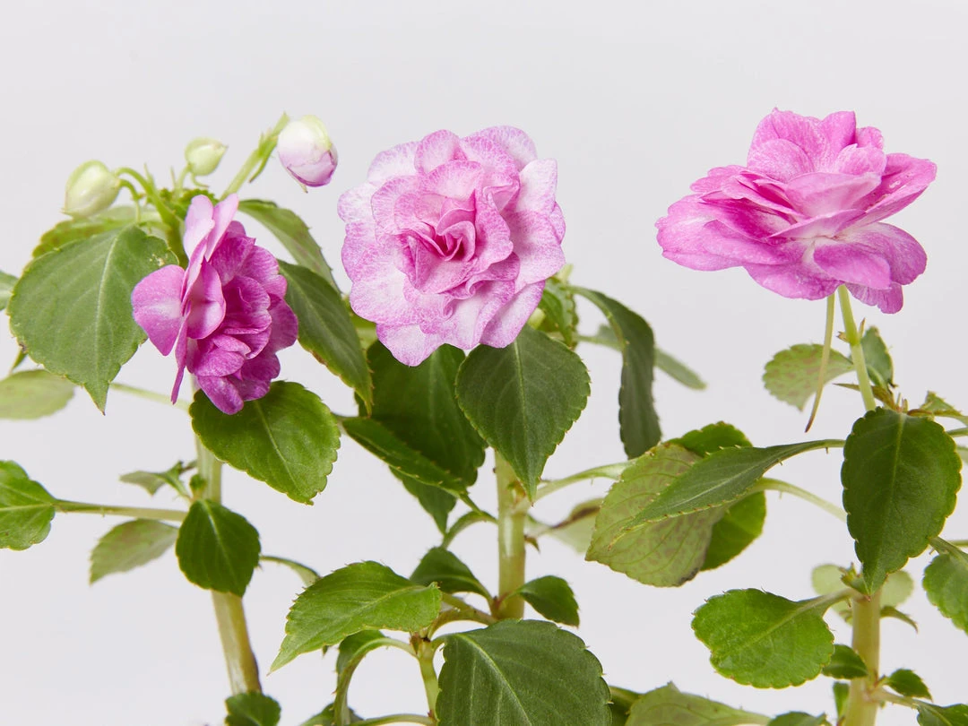 Shrubs Impatiens Walleriana Fiesta Stardust Lavender Border Plants 4 Shrubs Impatiens Walleriana Fiesta Stardust Lavender Border Plants