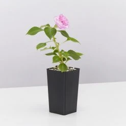 Shrubs Impatiens Walleriana Fiesta Stardust Lavender Border Plants 9 Shrubs Impatiens Walleriana Fiesta Stardust Lavender Border Plants