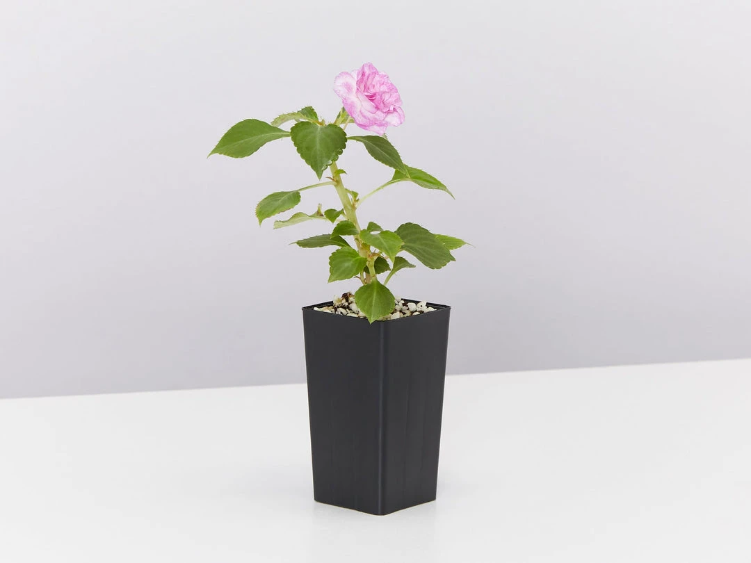 Shrubs Impatiens Walleriana Fiesta Stardust Lavender Border Plants 6 Shrubs Impatiens Walleriana Fiesta Stardust Lavender Border Plants