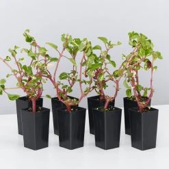 Shrubs Iresine Herbstii