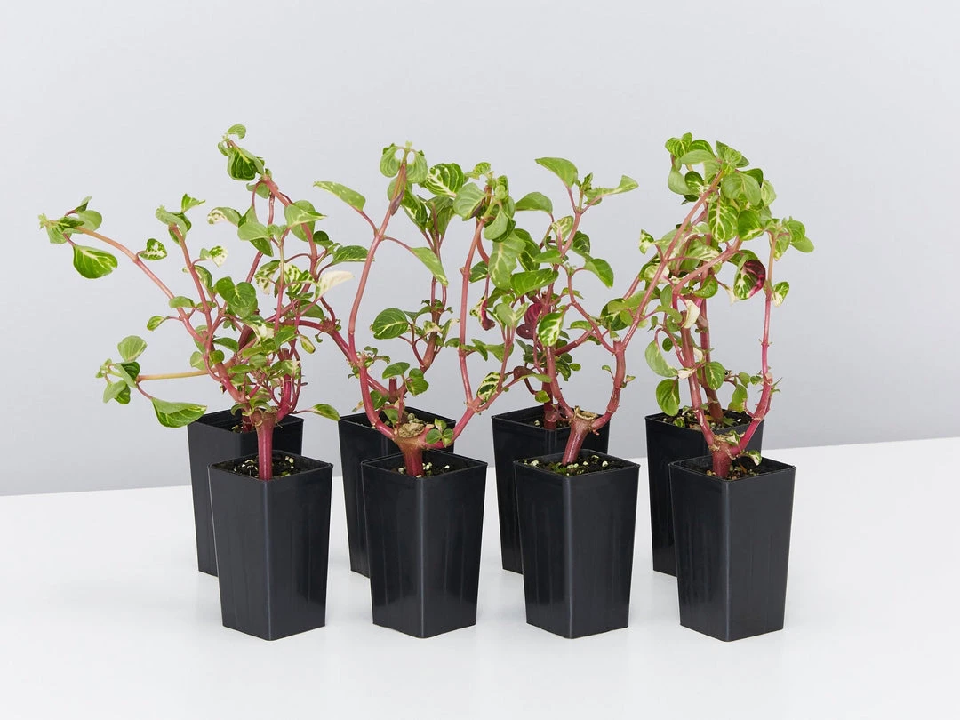 Shrubs Iresine Herbstii 3 Shrubs Iresine Herbstii