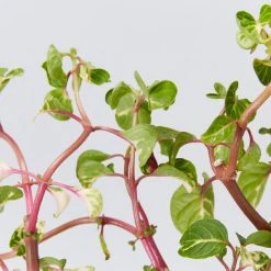 Shrubs Iresine Herbstii