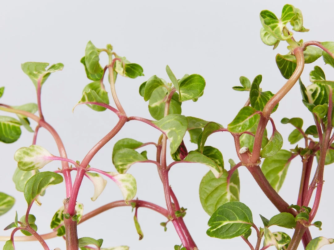 Shrubs Iresine Herbstii 4 Shrubs Iresine Herbstii