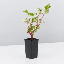 Shrubs Iresine Herbstii 8 Shrubs Iresine Herbstii